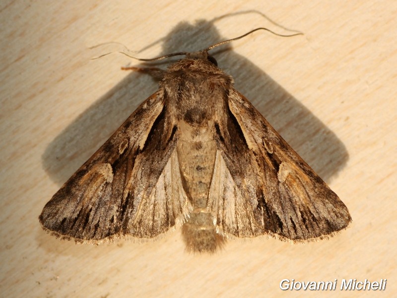 Actinotia polyodon? No, Chloantha hyperici, Noctuidae